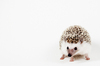 Pygmy Hedgehog