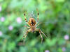spider