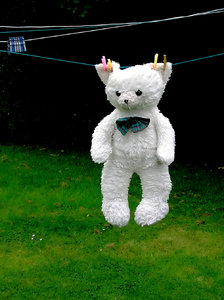 Teddy bear: Teddy bear
