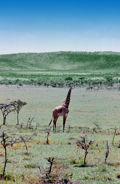 Eight Easy Ways For Kenya Safari Bookings Uncovered