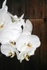 Orchid pleasure