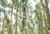 Wood Spider