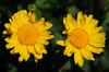 spring ...