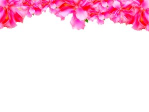 Wallpaper Borders on Floral Border 4  Floral Border On Blank Page  Lots Of Copyspace