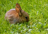 Baby rabbit 2