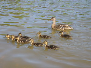 Duck Mother