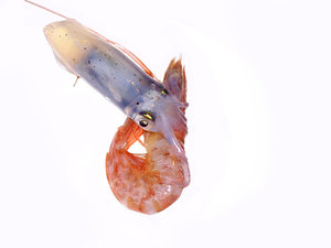 A+squid+eating