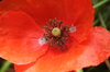 Poppy