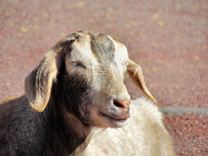 Floppy Ear Goat