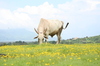 The Grazing Cow