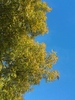 Trees & Sky 1