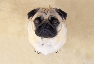 Pug