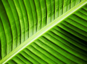 Banana Leaf