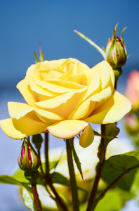 Yellow tea rose: English yellow tea rose