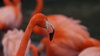 Dripping Flamingo