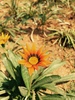 Baby Sun flower