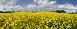 Rape seed: Countryside UK in spring