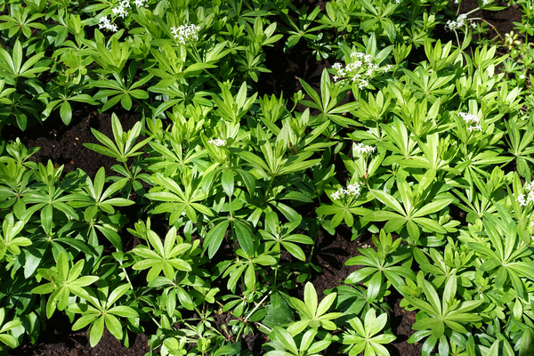 woodruff plants