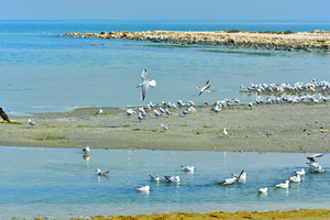 Sea Gulls on the shore