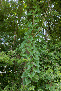 Black Bryony: A very large Black Bryony (Dioscorea communis) plant, with tiny yellowish green flowers, climbing up a tree in woodland in Hampshire, England.