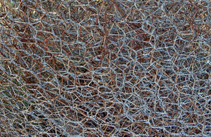 chicken wire mesh mess: galvanised and rusted chicken wire bundled & bunched together