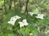 White dogwood cluster