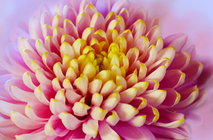 Chrysanthemum colors