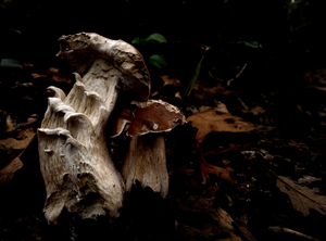 Fuungus: Mushroom deep in the woods near the German border