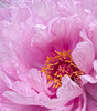 Pink Pione