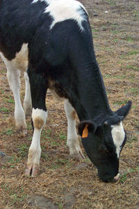 cow 1: vacavaca a pastar
