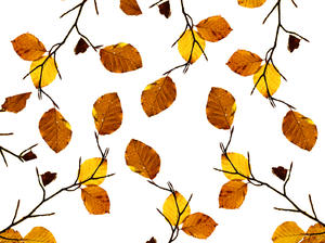 Ravelry: Autumn Leaves pattern by Nikki Van De Car