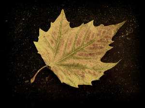 leaf: autumn leaf