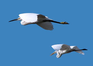 Egrets