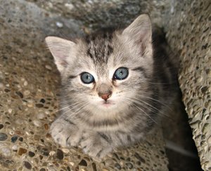 little kitty 2