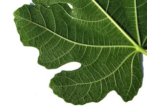 adams leaf 1