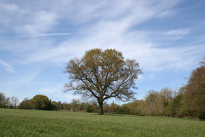 Spring oak: An oak (Quercus robur) tree showing the first signs of spring in a field in West Sussex, UK.