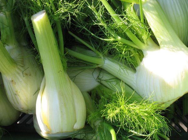organic fennel