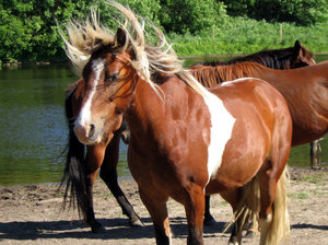 Bad Hair Day: Pinto pony having a bad hair day ;-)Please let me know if you are able to use my pictures for something.Even if it's something small --I would be absolutely thrilled to know if they came in useful for anyone!