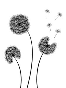 3 Dandelions: Dandelions silhouette, black over white.