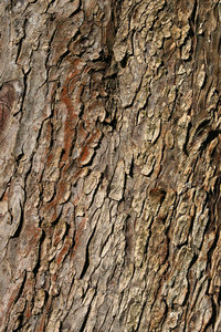 Horse chestnut bark: Bark of a horse chestnut (Aesculus hippocastanum) tree in West Sussex, England.