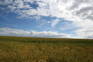 Golden wheat: A summer field of ripening wheat in West Sussex, England.
