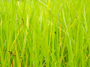 Grass: Green grass. Just green grass.