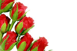 Fresh Roses: Fresh cut red roses slightly wet against a white background