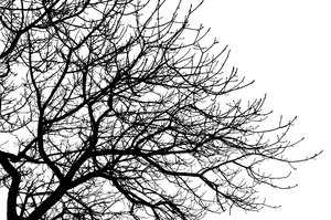 Branches 2: High contrast silhouette of tree branches.