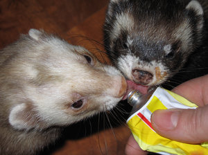 Feeding ferrets