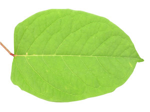 A leaf
