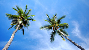 Beach palmtrees