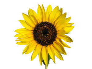 sunflower 1: none