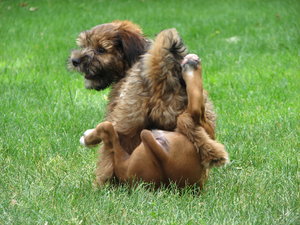 Success: Being on top takes hard work & perseverance!(Tibetan Terrer Puppy & Boxer Puppy having a great time in the garden)Please let me know if you are able to use my pictures for anything.Even if it's something small --I would be absolutely thrilled to know if t