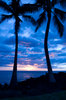 Palm Trees after sunset